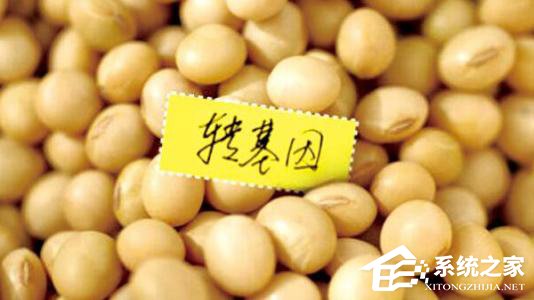 清华大学教授：尚无证据证实已上市转基因产品有害