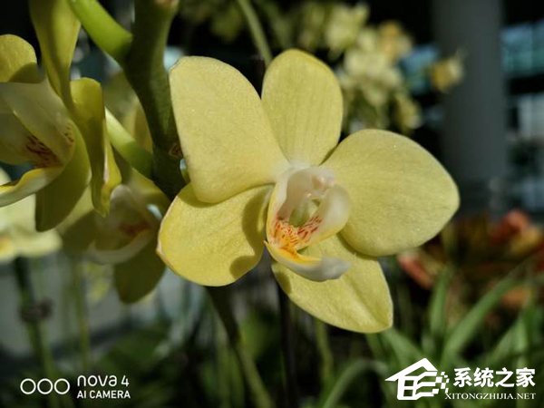 华为nova 4好用吗?华为nova 4手机评测