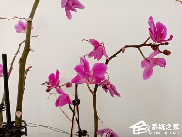 荣耀畅玩8A好不好?荣耀畅玩8A上手评测