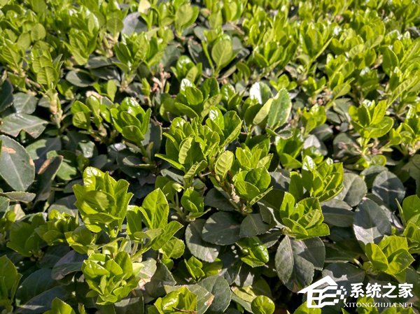Nokia 9 PureView拍照好用吗？诺基亚9 PureView拍照性能评测