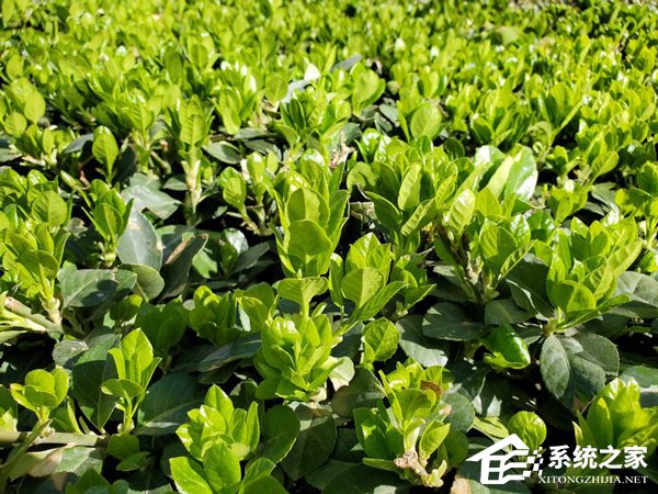 Nokia 9 PureView拍照好用吗？诺基亚9 PureView拍照性能评测