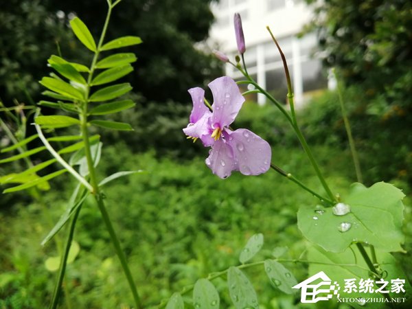 荣耀20i好用吗？荣耀20i真机上手体验评测