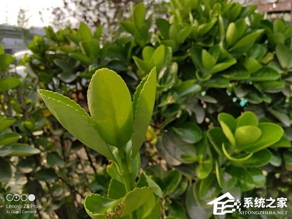 联想Z6 Pro好用吗？联想Z6 Pro体验评测
