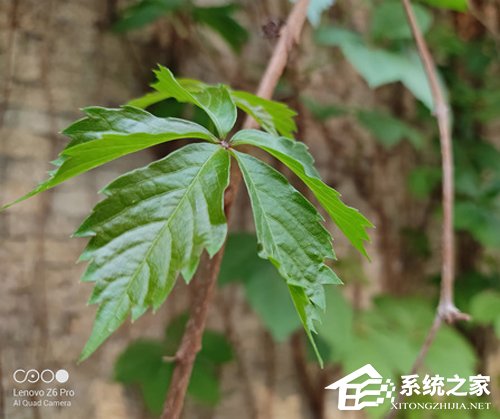 联想Z6 Pro好不好?联想Z6 Pro手机评测