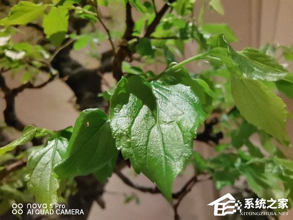 华为nova 5 Pro好用吗？华为nova 5 Pro上手评测