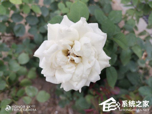 华为荣耀9X PRO好不好？荣耀9X PRO手机评测