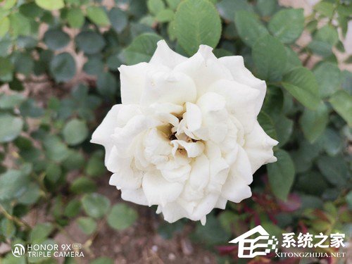 华为荣耀9X PRO好不好？荣耀9X PRO手机评测
