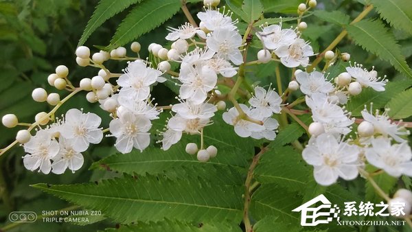 努比亚Z20怎么样？Nubia Z20手机体验评测