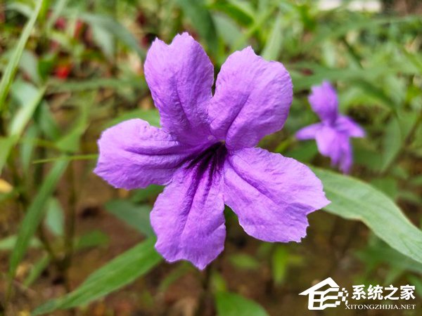 iQOO Pro 5G版拍照好用吗？iQOO Pro 5G版拍照性能实测