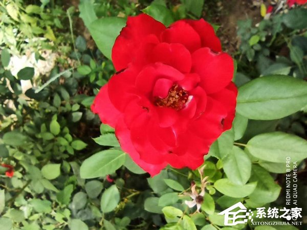 红米Note8 Pro好用吗？Redmi Note8 Pro全面评测