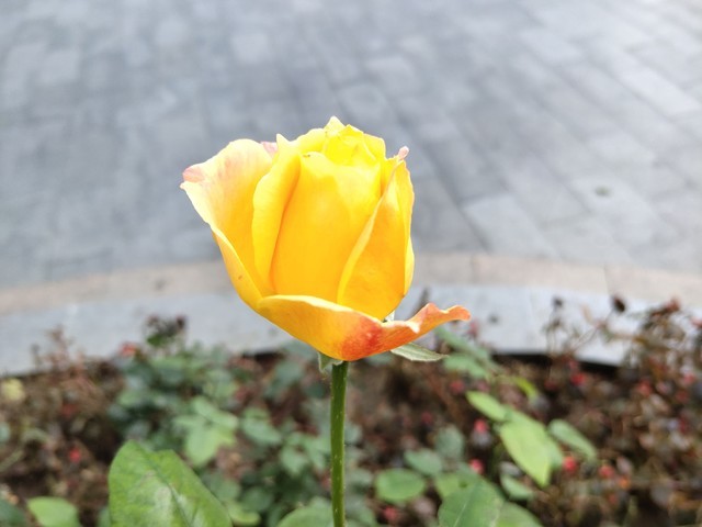 iQOO Neo 855版拍照好用吗？
