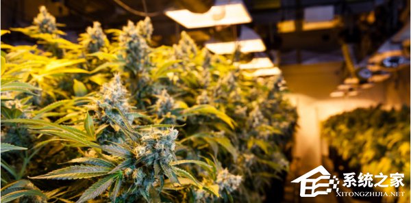 就是霸气！微软用云计算平台种植合法大麻