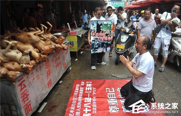 六成民众反对狗肉节，“日杀万狗”藏黑产业链