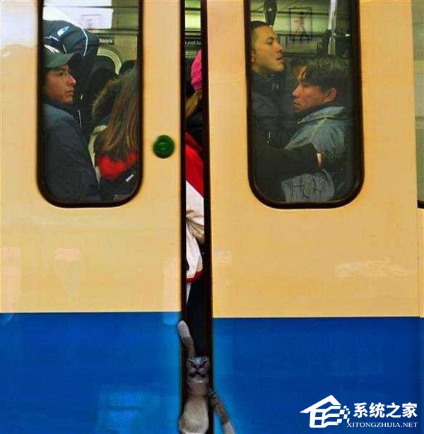 这才是睡觉的最高境界：贪睡喵星人快被网友们玩坏了