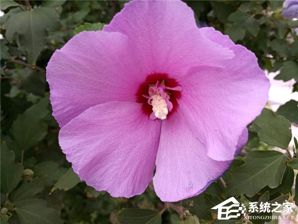 魅族Pro7评测:首发联发科X30+双屏双摄能否为旗舰机正名