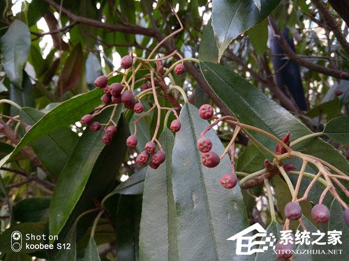 酷比S12好不好？酷比Koobee S12上手评测