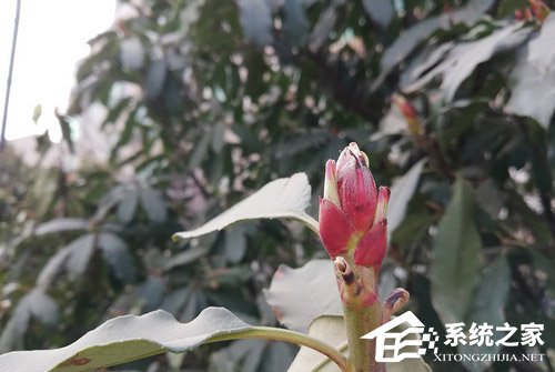 华为nova 3e值不值得买？HUAWEI nova 3e深度体验评测