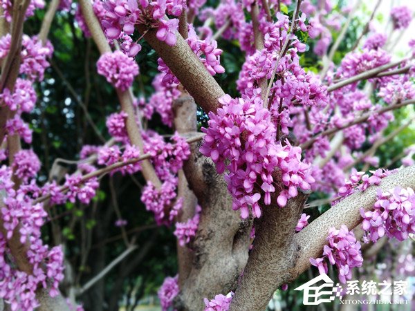 华为荣耀畅玩7A怎么样?荣耀畅玩7A真机上手评测