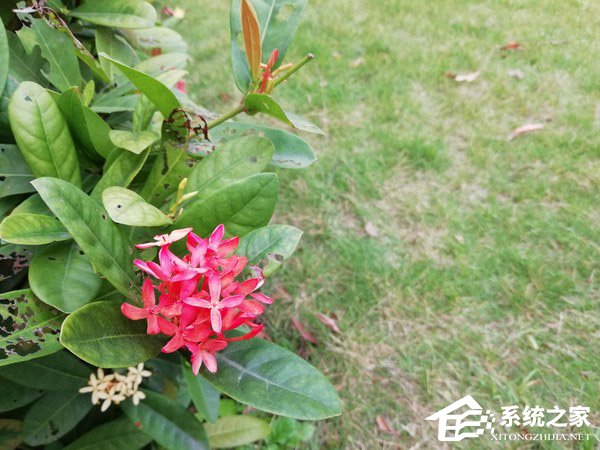 华为畅享8 Plus怎么样好用吗？华为畅享8 Plus体验评测