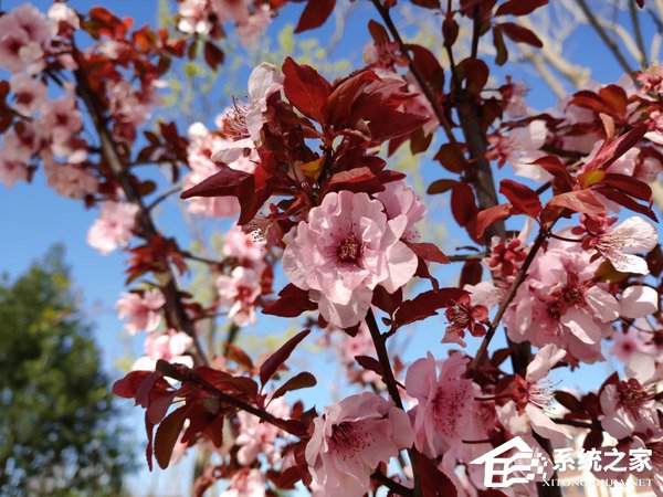 黑鲨游戏手机怎么样好用吗？小米黑鲨游戏手机体验评测
