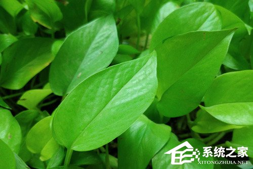 红魔游戏手机好不好？红魔游戏手机全面评测