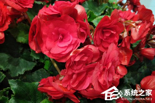 红魔游戏手机好不好？红魔游戏手机全面评测