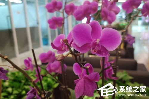 红魔游戏手机好不好？红魔游戏手机全面评测