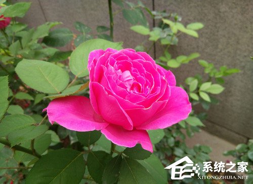 诺基亚X6好不好？Nokia X6手机评测