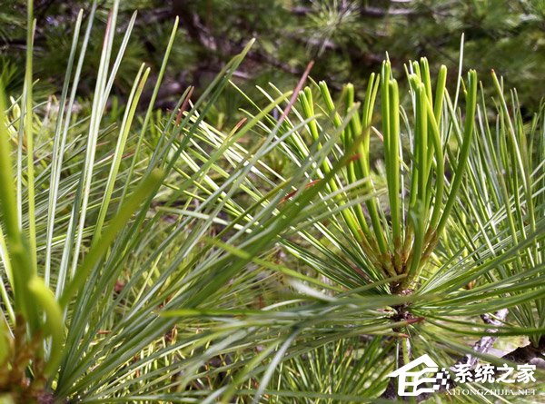 荣耀畅玩7好不好？华为荣耀畅玩7体验评测