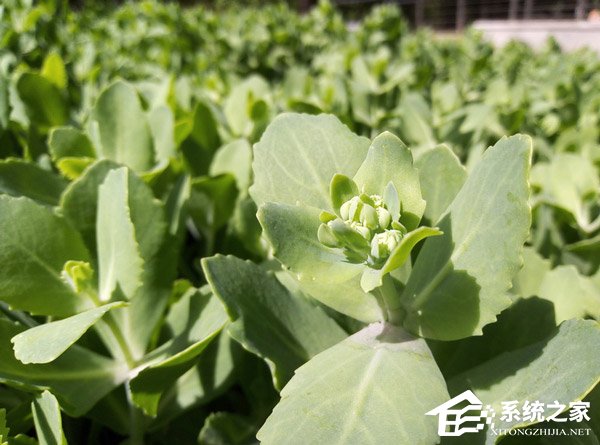 荣耀畅玩7好不好？华为荣耀畅玩7体验评测