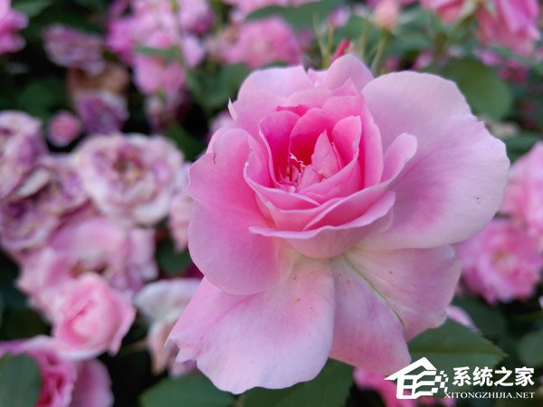 坚果R1拍照好用吗？坚果R1拍照性能实测