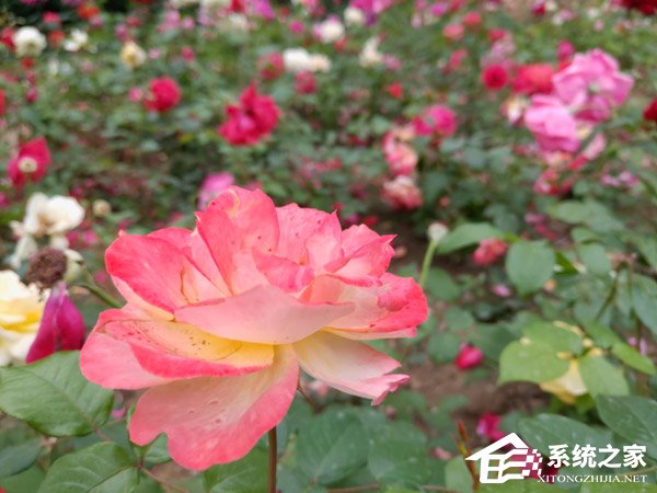 坚果R1拍照好用吗？坚果R1拍照性能实测