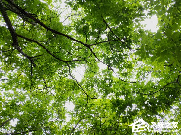 坚果R1拍照好用吗？坚果R1拍照性能实测