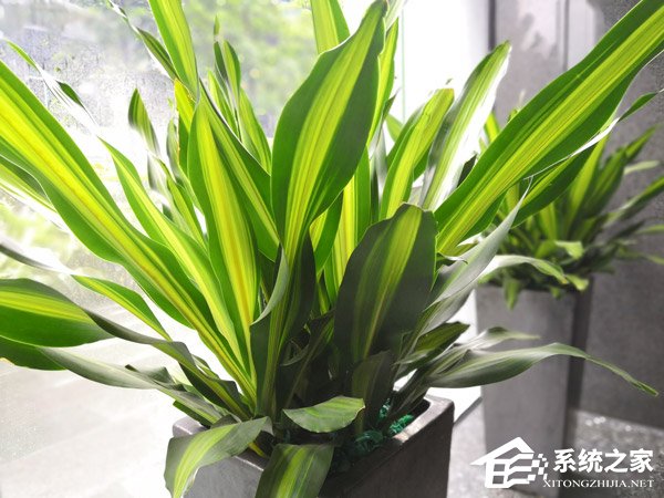 荣耀Play怎么样？荣耀Play手机体验评测