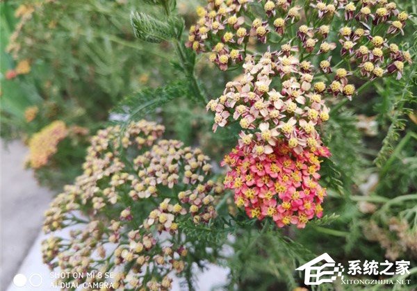 小米8 SE好不好?小米8 SE手机体验评测