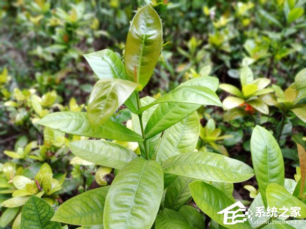 国美Fenmmy Note好不好？国美Fenmmy Note手机体验评测