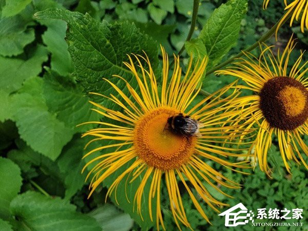 外媒放出谷歌Pixel 3 XL/华为P20 Pro/三星Note9样张对比