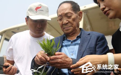 进军农业？华为宣布将与袁隆平合作培养海水稻
