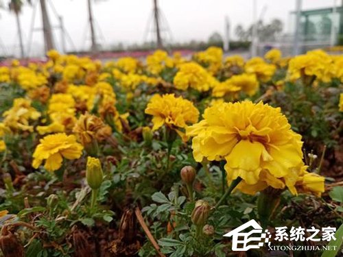荣耀畅玩8A怎么样？荣耀畅玩8A手机体验评测