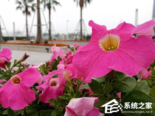荣耀畅玩8A怎么样？荣耀畅玩8A手机体验评测