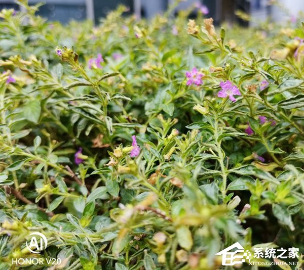 荣耀V20拍照好用吗？荣耀V20、小米MIX 3和iPhone Xs Max拍照性能对比评测