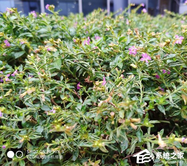 荣耀V20拍照好用吗？荣耀V20、小米MIX 3和iPhone Xs Max拍照性能对比评测