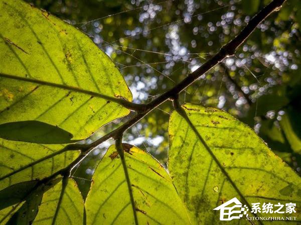诺基亚9 PureView怎么样？诺基亚9 PureView体验评测