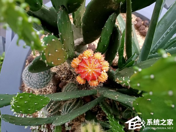 OPPO Reno Z拍照好用吗？OPPO Reno Z拍照性能实测