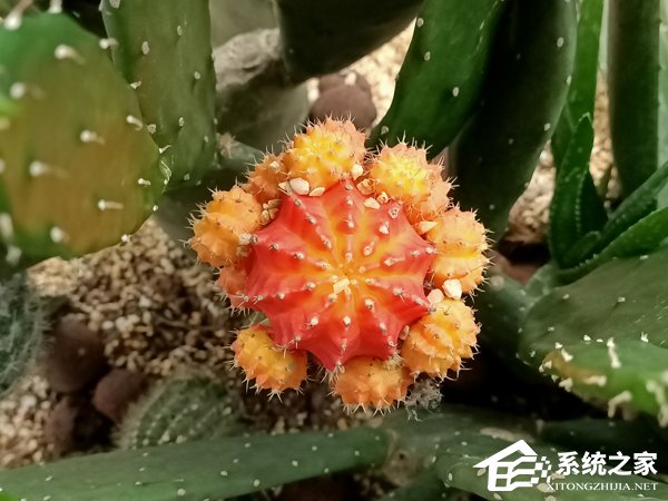 OPPO Reno Z拍照好用吗？OPPO Reno Z拍照性能实测