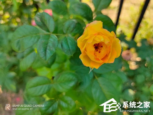 realme XT怎么样?realme XT海外版体验评测