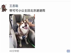 王思聪带爱宠乘飞机回北京避雨：红衣教主意外扎心了
